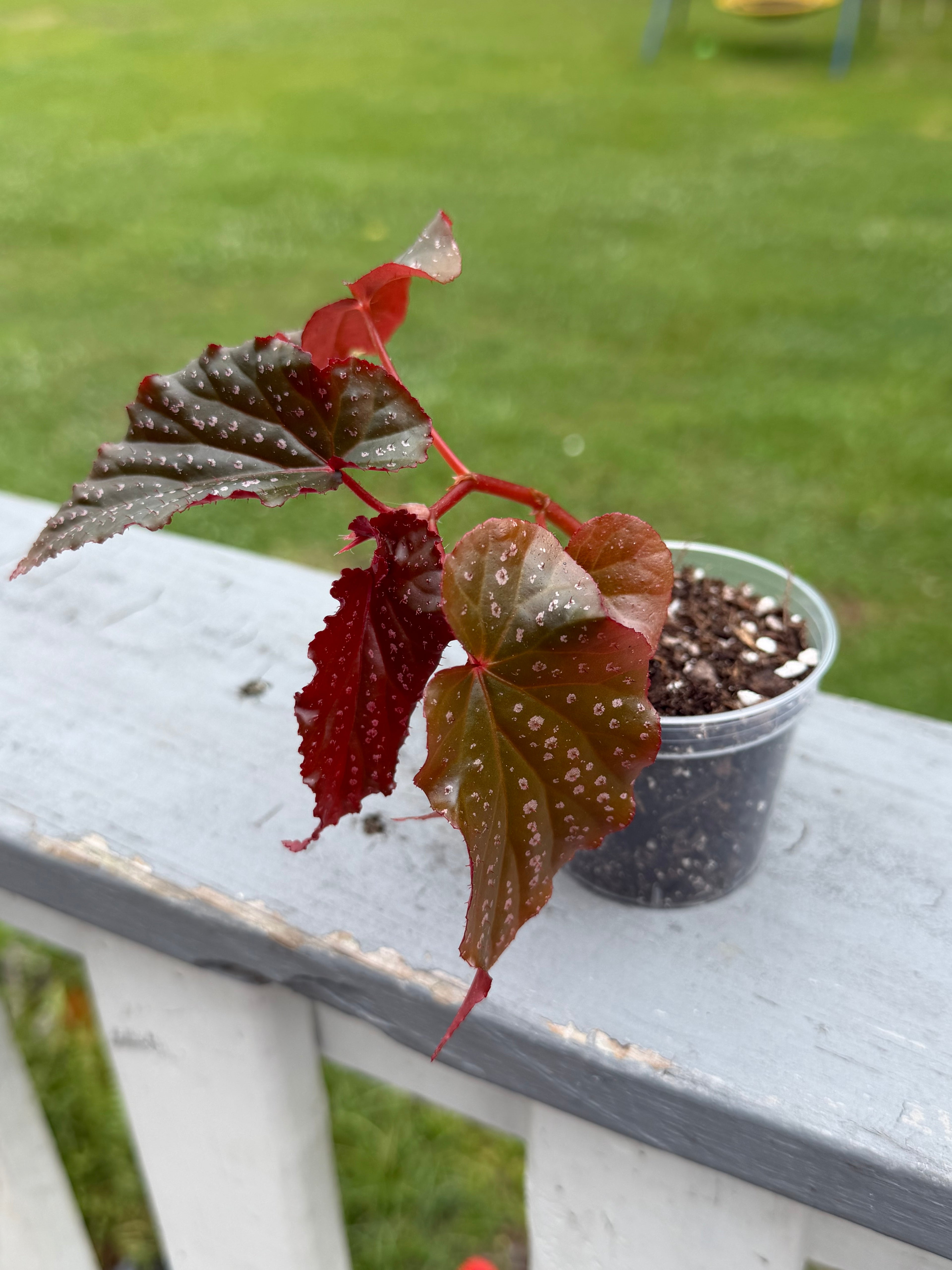 Angel wing Begonia