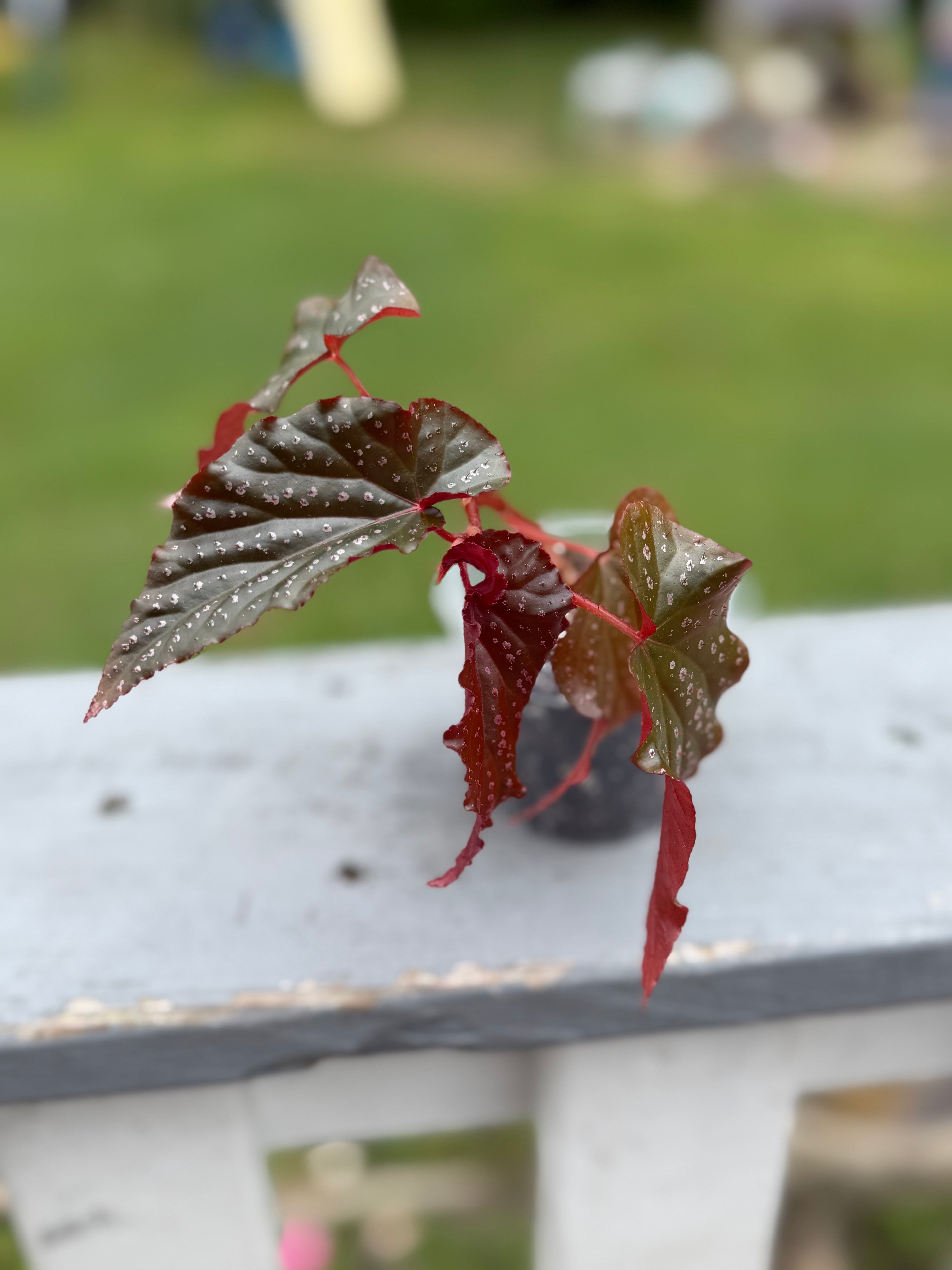 Angel wing Begonia