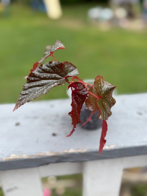 Angel wing Begonia